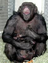 'Smart' chimp Ai hugs newborn